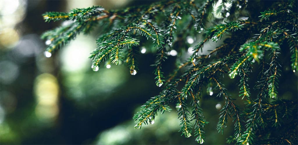 Le temps en ce moment : Bruine modérée